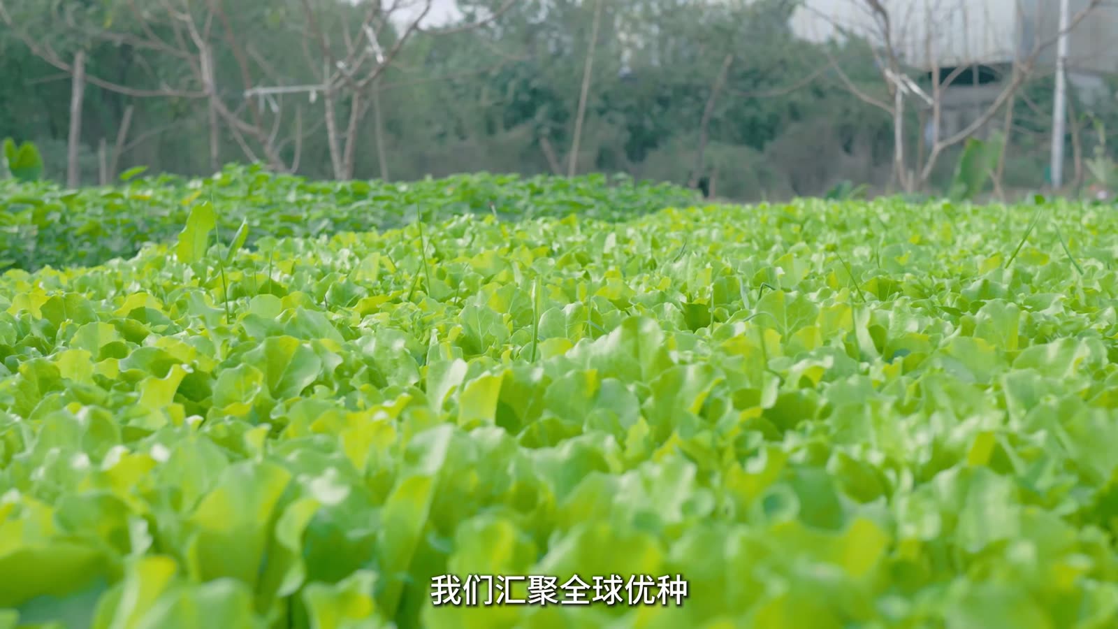 企业介绍视频中的蔬菜种植画面